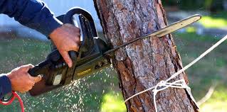 Best Tree and Shrub Care  in Blackville, SC