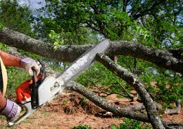 Best Palm Tree Trimming  in Blackville, SC