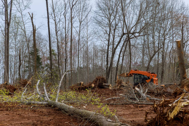 Blackville, SC Tree Services Company