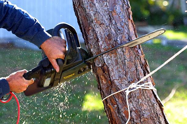 Best Weed Control  in Blackville, SC