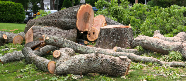 Best Tree Trimming and Pruning  in Blackville, SC