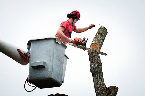 Best Tree Health Inspection  in Blackville, SC