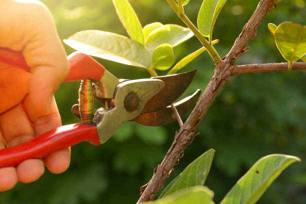 Best Tree Disease Treatment  in Blackville, SC